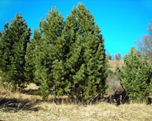 Лучший вариант для озеленения загородных территорий — сибирский кедр