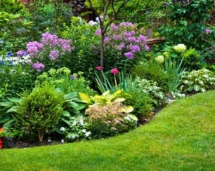 Какие растения посадить в саду ?
