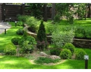 Выбираем хвойные растения для садового участка на Landscape