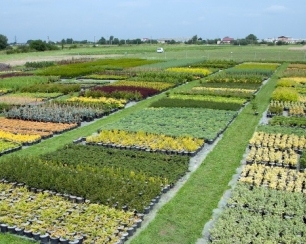 Многолетники на вашей даче