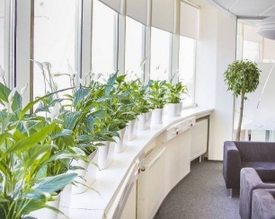 Комнатное озеленение: режим полива