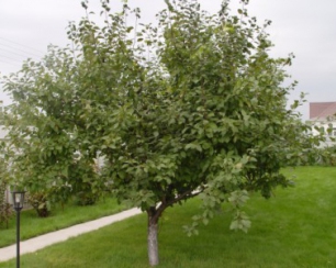 Посадка деревьев на приусадебном участке