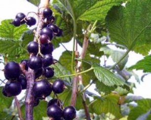 Уход за плодово-ягодными кустарниками