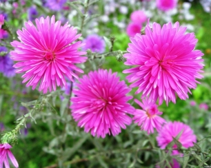 Садовые астры: яркие звезды вашего сада