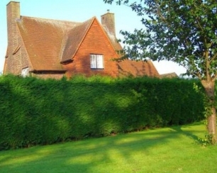 Живая изгородь: дерен, кустарниковые ивы, пузыреплодник калинолистный