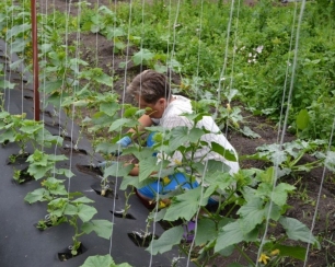 Причины богатого урожая. На заметку огородникам советы специалиста