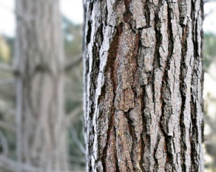 Пропитка для дерева и ее особенности