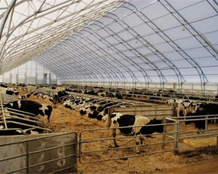 Каркасно тентовые коровники КРС