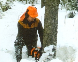 Преимущества строительства сруба из бревна естественной влажности.