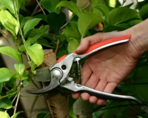 Инструменты для ухода за садом