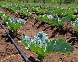 Капельный полив на даче