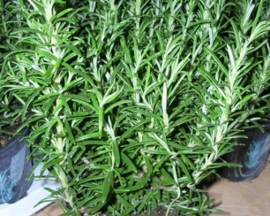 Выращивание розмарина в горшке