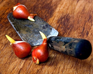 Сажаем луковичные растения