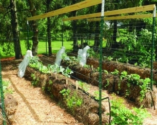 Рассадный способ выращивания овощей (преимущества и недостатки)