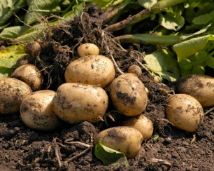 Как вырастить картофель